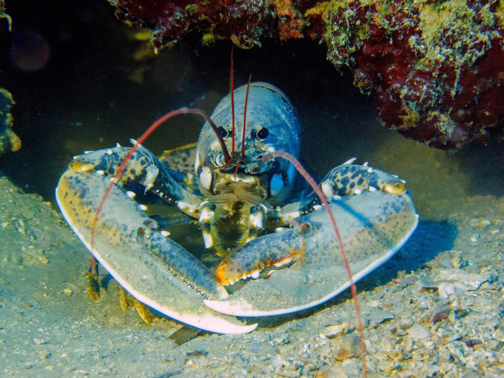Homard bleu breton ou européen